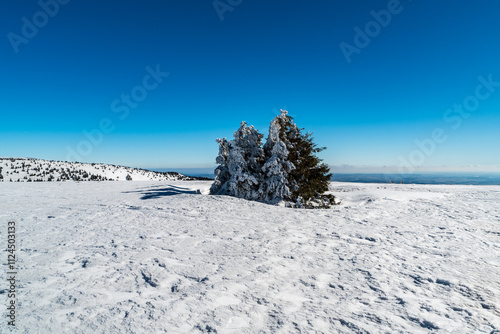 Winter on Jeleni hrbet hill in Jeseniky mountains in Czech republic photo