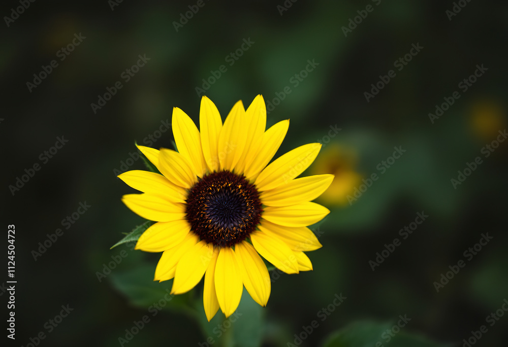 A bright yellow sunflower with a dark center, against a blurred green background A bright yellow sunflower with a dark center, against a blurred green background