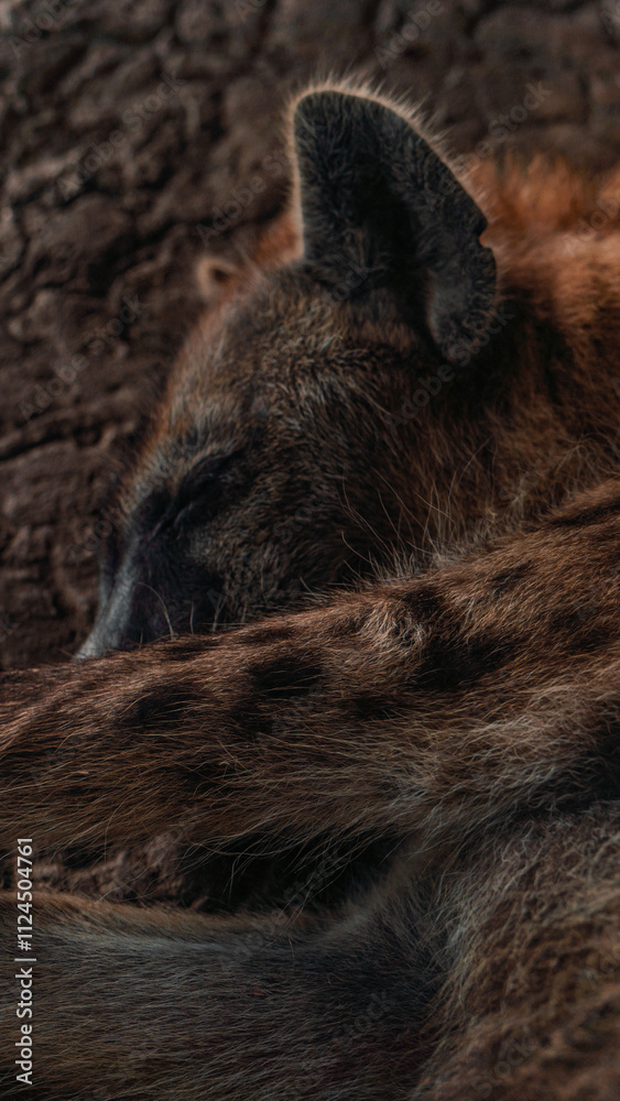 Naklejka premium closeup of hyena sleeping
