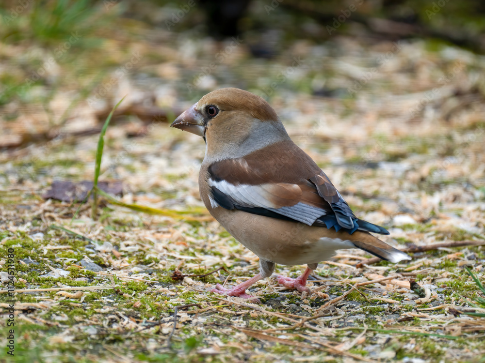 Kernbeißer (Coccothraustes coccothraustes) Kernbeißer (Coccothraustes coccothraustes)