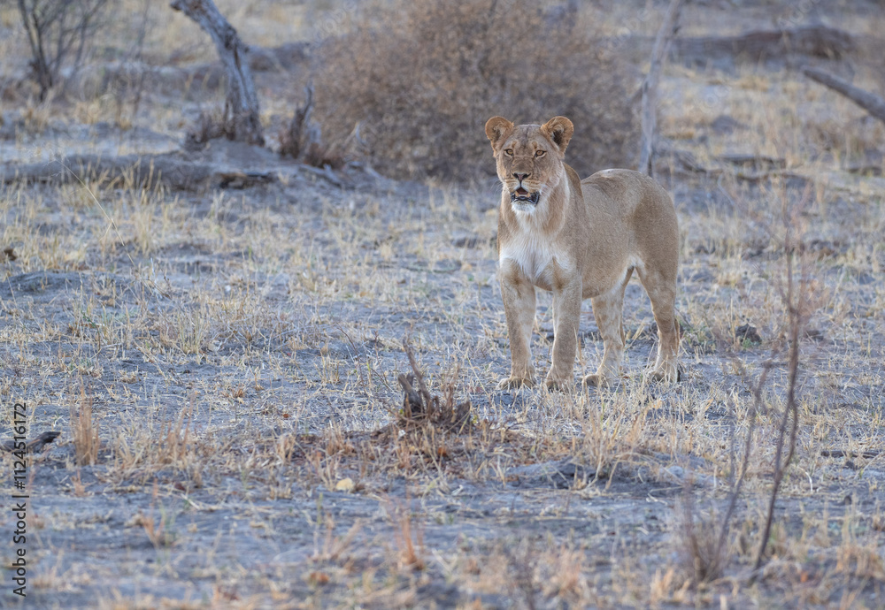African Lion in Zimbabwe Hwange National Park African Lion in Zimbabwe Hwange National Park