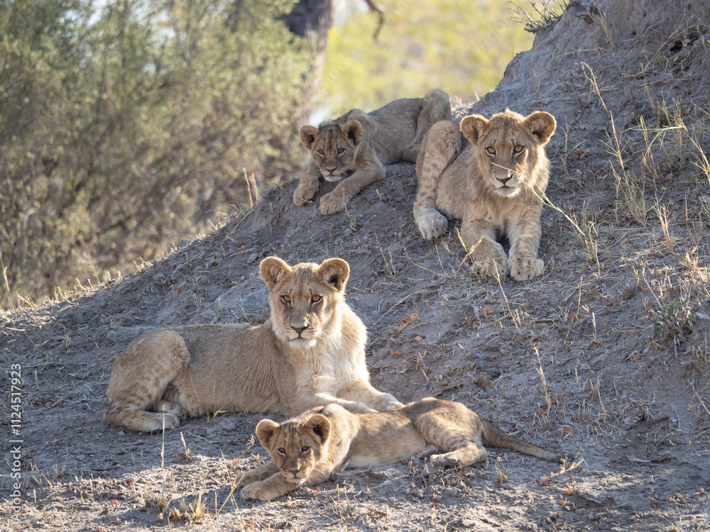 African Lion in Zimbabwe Hwange National Park African Lion in Zimbabwe Hwange National Park