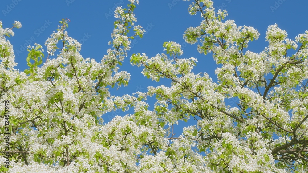 Spring Tree Blossoms. Blooming Pear Branch In Spring Blooms With White Flowers. Light Green Pear Flowers Blooming Background. Spring Tree Blossoms. Blooming Pear Branch In Spring Blooms With White Flowers. Light Green Pear Flowers Blooming Background.