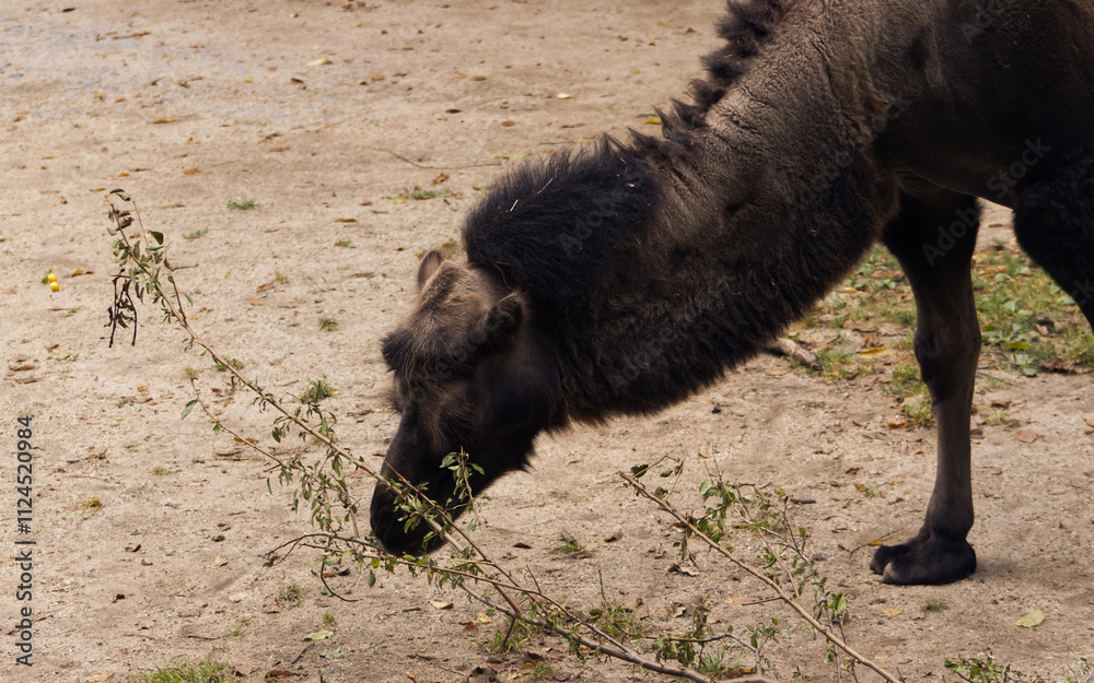 Fototapeta premium a camel eating leaves from a tree branch. Camel's head. Camel on a sandy surface.