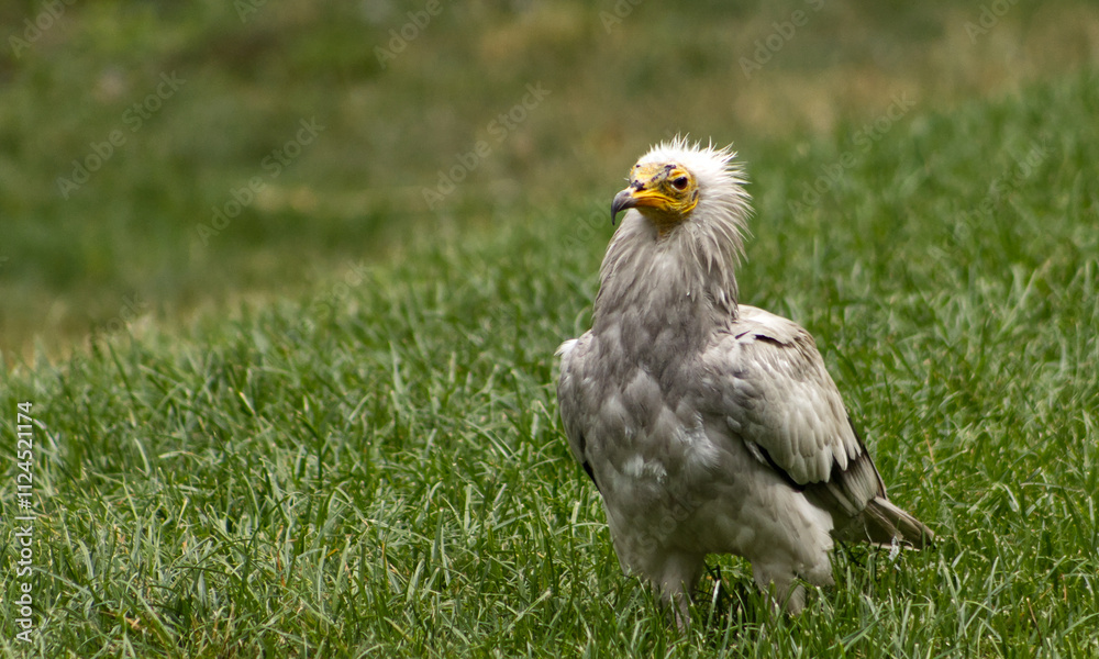 Portrait of a scavenger vulture. Scavenger vulture in the grass. Vulture in zoo exhibit. A scavenger, a vulture, a large bird. Portrait of a scavenger vulture. Scavenger vulture in the grass. Vulture in zoo exhibit. A scavenger, a vulture, a large bird.
