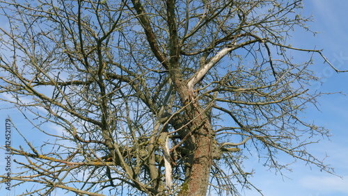 Dry Branches Of Tree Against A Blue Sky. Dry And Leafless Trees Against Blue Sky. Nature Landscape Spring Concept. Sadness And Depression. photo