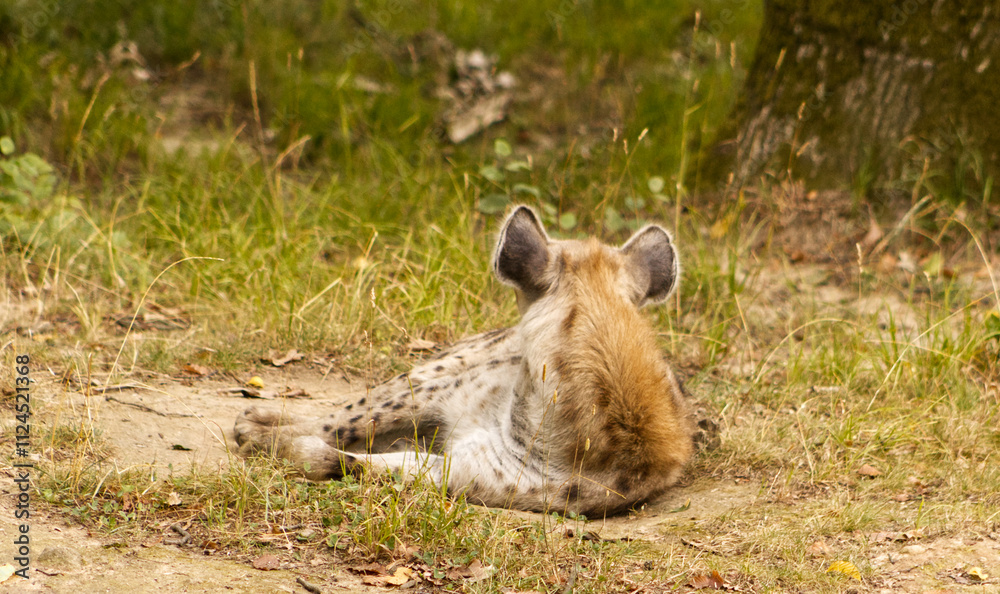 Naklejka premium Hyena resting in the grass. A hyena lying with its back to the lens. Beast, hunter, animal.