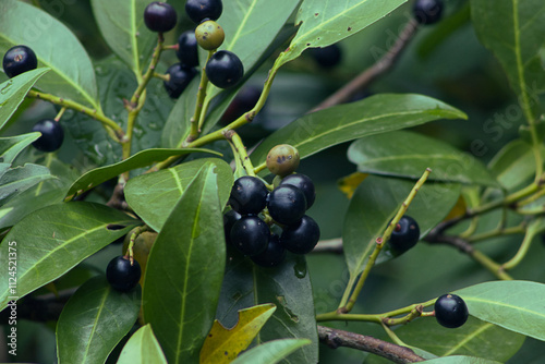 Dark berries on a bush branch. Green leaves of the bush. A branch of a bush with green leaves and dark berries