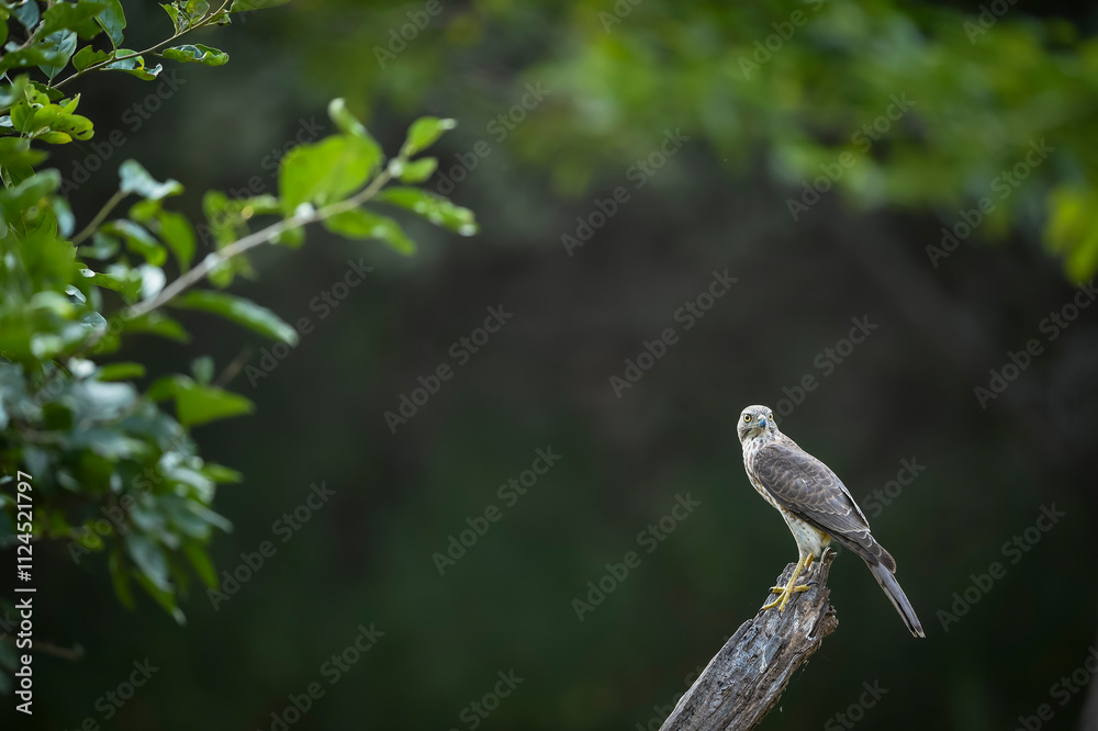 Obraz premium Shikra or Accipiter badius or little banded goshawk bird portrait perched on branch in winter season natural green background in outdoor wildlife safari at jhalana forest leopard reserve jaipur india