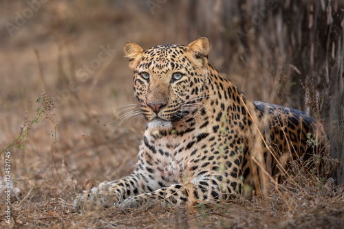 wild huge male leopard or panthera pardus at jhalana leopard reserve jaipur rajasthan india asia. panther fine art face closeup or portrait sitting in forest with eye contact in winter season safari