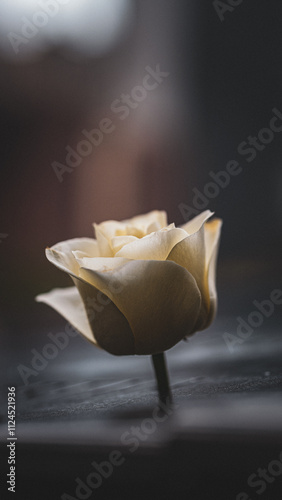 closeup of flower at memorial