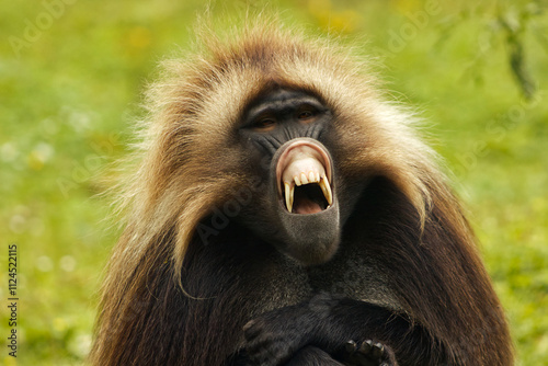 Portrait of a gelada with bared teeth. Menacing monkey teeth. Dangerous monkey. Furious monkey. Teeth, big teeth, fangs, fur, primate.