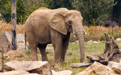 Elephant in zoo enclosure. Adult elephant from the side. An elephant with its trunk lowered to the ground. Tusks, big animal, giant, elephant. photo