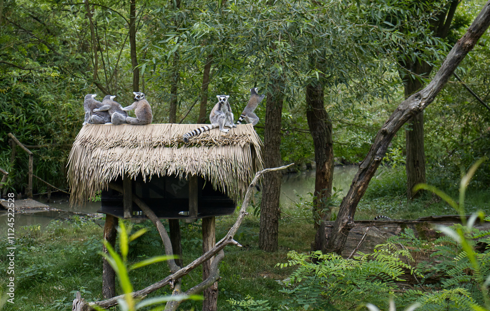 A group of lemurs sitting on the roof of a shelter in a zoo exhibit. Friends, group, family. Lemurs in the zoo, grooming, lemurs watching the surroundings. A group of lemurs sitting on the roof of a shelter in a zoo exhibit. Friends, group, family. Lemurs in the zoo, grooming, lemurs watching the surroundings.