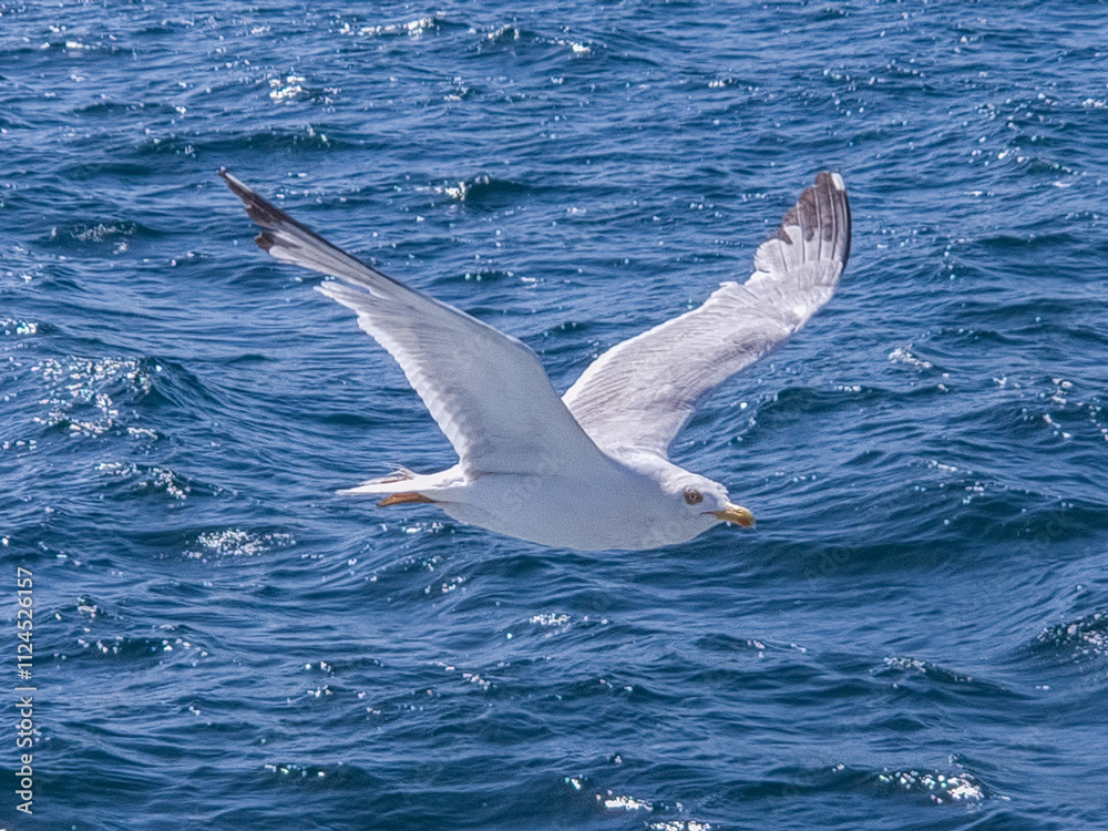 Graceful Flight Over the Waves Graceful Flight Over the Waves