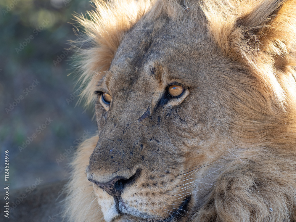 African Lion in Zimbabwe Hwange National Park African Lion in Zimbabwe Hwange National Park