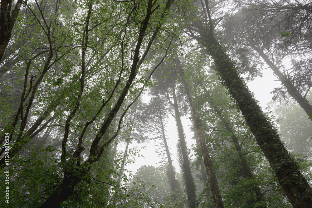 Naklejka premium Low angle view of Landscape of autumn trees with fog in the forest.