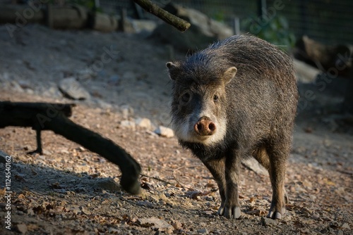 White-lipped Peccary at the Zoo
