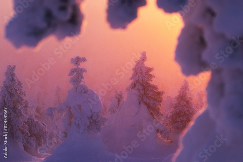 Trees with heavy coating of hoar frost in a mist during a cold sunset in Valtavaara near Kuusamo, Northern Finland photo