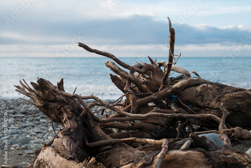 A pile of driftwood is on the pebbles beach photo