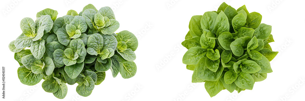 Set of a bunch of fresh spinach leaves, isolated on a transparent background. Set of a bunch of fresh spinach leaves, isolated on a transparent background.