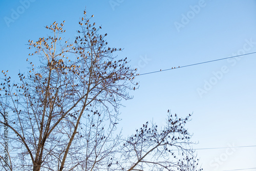 Many birds on the branches of a tree without leaves against the blue sky.