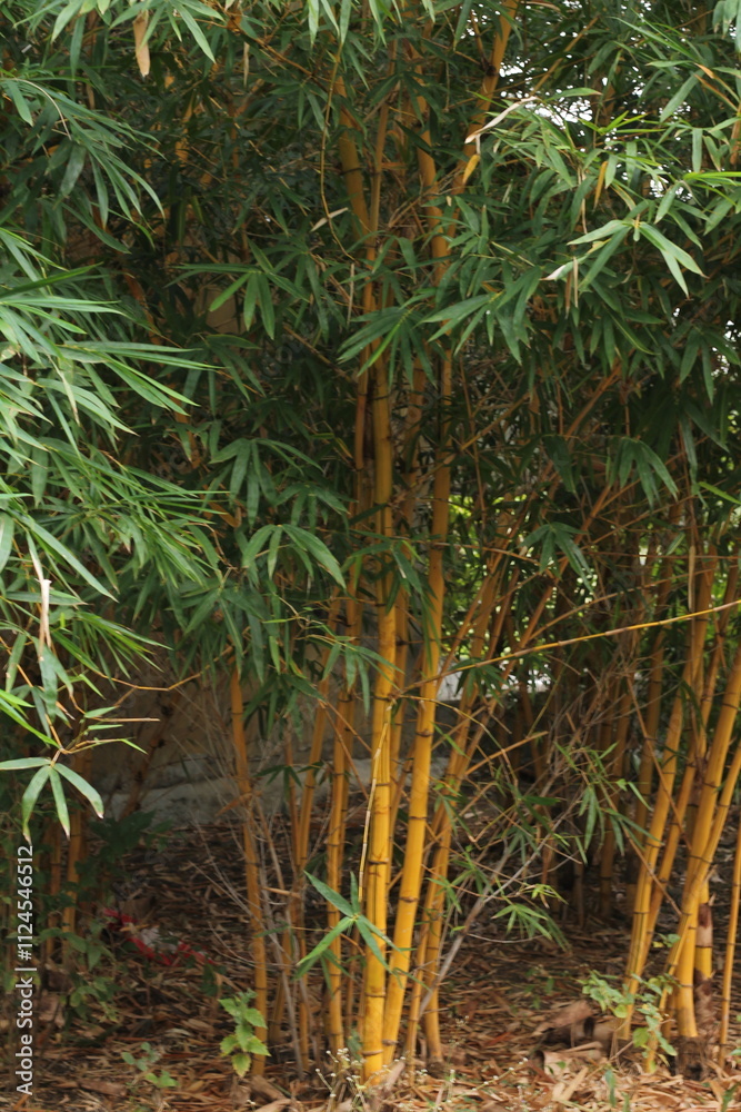 Obraz premium Bamboo trees are planted in a row.