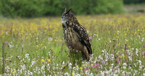 Owl in spring. Eurasian Eagle Owl, Bubo bubo, perched on rotten mossy stump on colorful flowered meadow. Summer wildlife nature. Beautiful bird in natural habitat during fresh spring rain and wind.