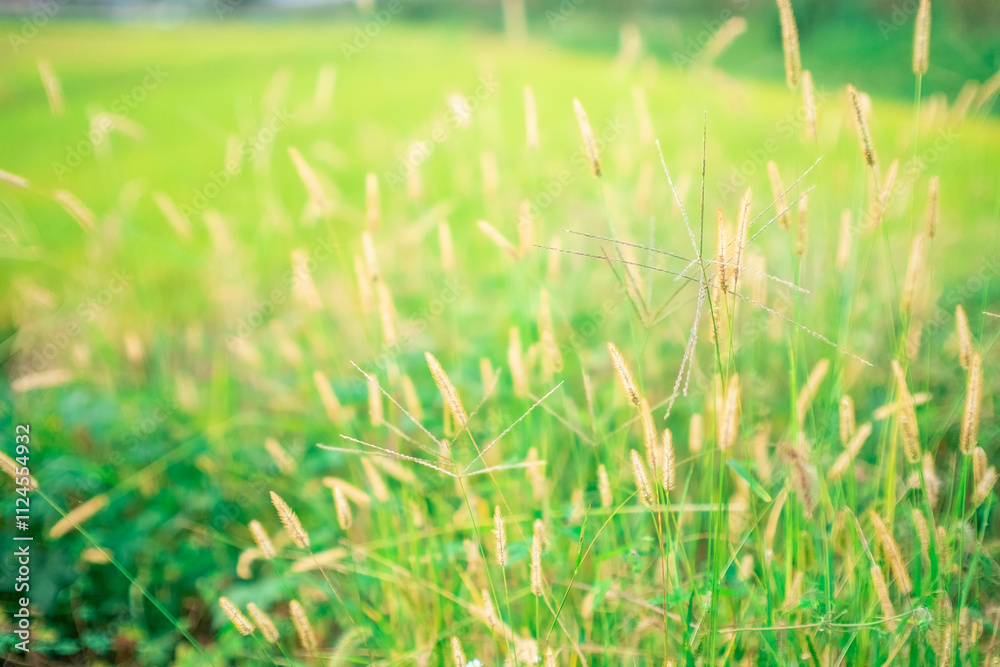 Obraz premium green grass background