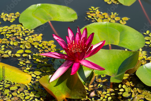 Pink hardy water lily in bloom on a pond in North Rhine-Westphalia Germany photo