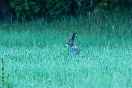 Mountain hare eating a Dandelion on a green field during an early summer morning near Kuusamo, Northern Finland