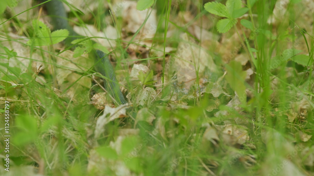 Grass Snake Resting In Warm Spring Sunshine. Grass Snake In Wild And Crawls In Vibrant Green Grass In Forest. Grass Snake Resting In Warm Spring Sunshine. Grass Snake In Wild And Crawls In Vibrant Green Grass In Forest.