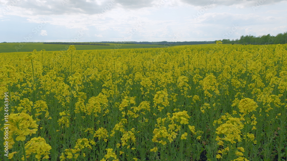Obraz premium Agricultural Field With Flowering Crops. Rich Harvest Of Blooming Yellow Rapeseed With Blue Sky And Clouds. Yellow Rapeseed Field On A Cloudy Day.