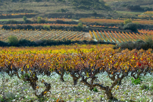 A picturesque view of rolling vineyards adorned in hues of orange and yellow as far as the eye can see, inviting a sense of tranquility and connection to nature in La Rioja Spain photo