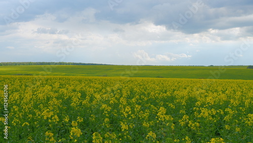 Картината върху платно Yellow Blooming Canola Field
