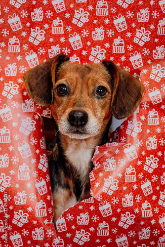 Cute Puppy with Holiday Decorations