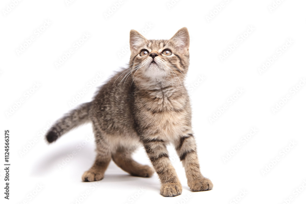 Fototapeta premium Adorable tabby kitten with fluffy striped fur standing and gazing upwards. Whiskers and perked ears highlight its curiosity and playful demeanor