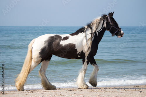 Fotografie Gypsy Vanner Horse on the Beach