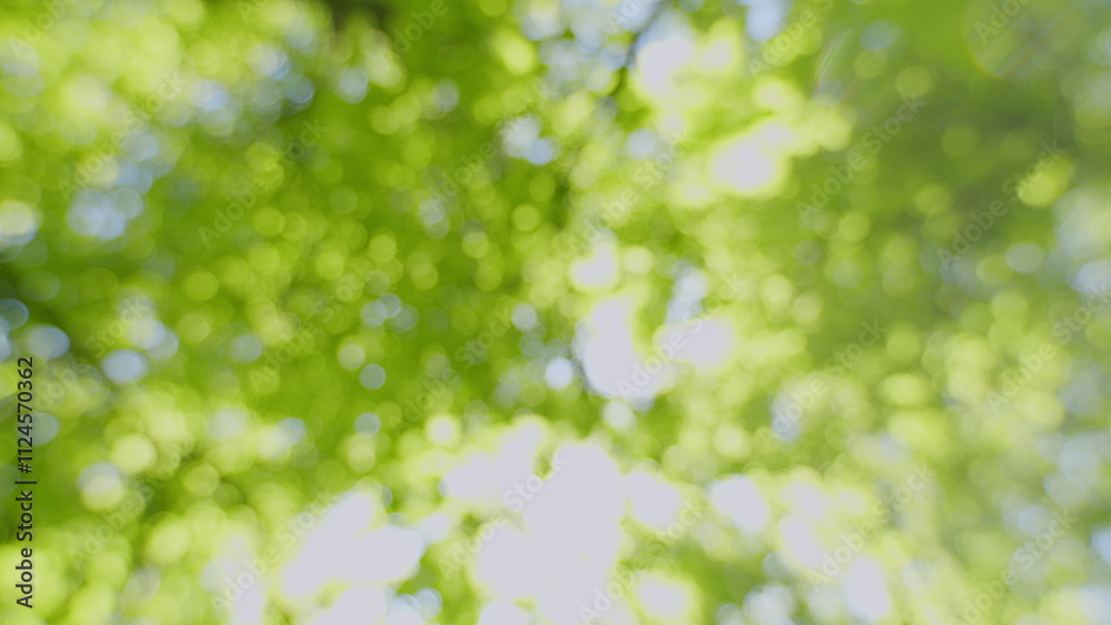Summer Mood In Forest With A View To Top To Sky. Swaying Treetops In A Deciduous Green Forest Against A Blue Sky On A Summer Day. Bokeh. Summer Mood In Forest With A View To Top To Sky. Swaying Treetops In A Deciduous Green Forest Against A Blue Sky On A Summer Day. Bokeh.