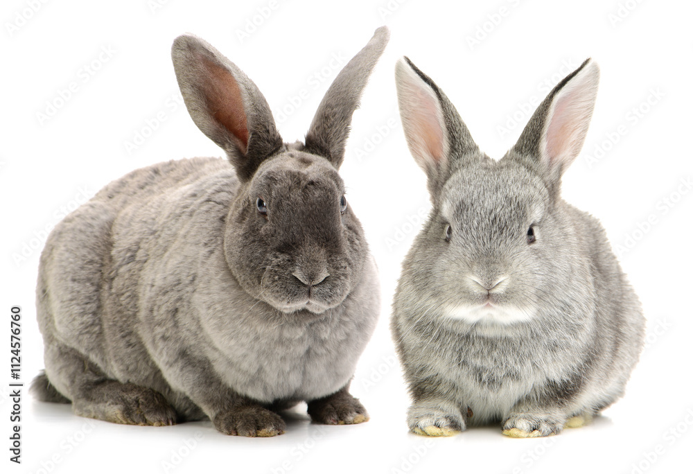 Obraz premium grey rabbit on a white background