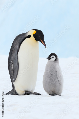 Emperor Penguin adult and chick on Snow Hill Island, Antarctic Peninsula, Antarctica. photo