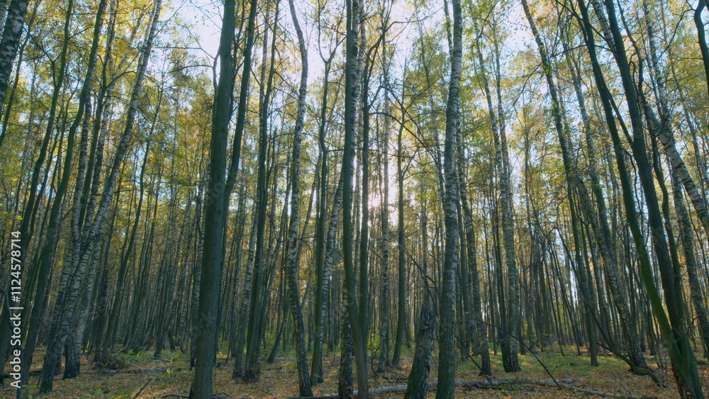 Autumn forest in sunlight with beautiful orange foliage. Sunrise in autumn forrest on tree background. Timelapse. Autumn forest in sunlight with beautiful orange foliage. Sunrise in autumn forrest on tree background. Timelapse.