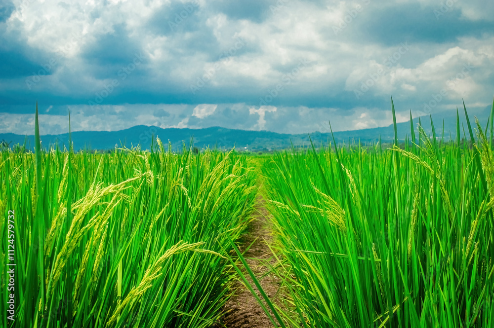 Fototapeta premium Scenic view of a lush green rice field with a clear path leading through it, set against a backdrop of mountains and a cloudy sky. Perfect for agricultural and nature themed projects