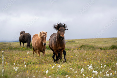 Wild horses running in a field in �lafsv�k, Sn�fellsnesvegur, Iceland. photo