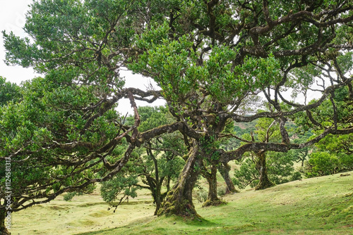 Ancient laurel trees in the lush Fanal forest of Madeira, Portugal. photo