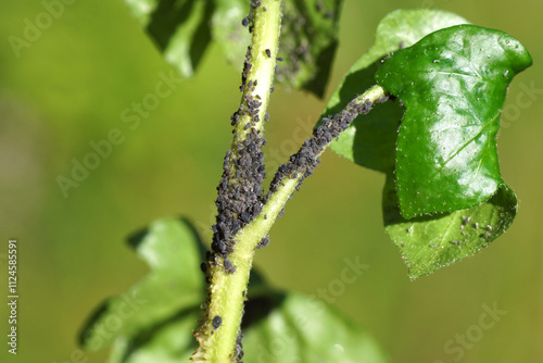 Many Ivy aphids (Aphis hederae). Tribe Aphidini. Subfamily Aphidinae. Family Aphids (Aphididae). On ivy (Hedera helix), family Araliaceae	 photo