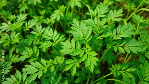 Green leaves background, fenugreek leaves plant, Medicine plant wallpaper, Fenugreek plant in field. Green Fenugreek . Fresh Green Fenugreek Leaves