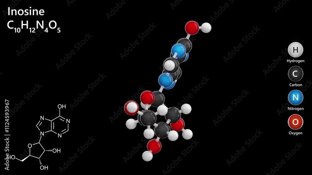 Inosine. Nucleoside. Animated 3D model of a molecule. Molecular formula: C10H12N4O5. Chemical model: Ball and stick. Black background. 3D rendering. Seamless loop. Inosine. Nucleoside. Animated 3D model of a molecule. Molecular formula: C10H12N4O5. Chemical model: Ball and stick. Black background. 3D rendering. Seamless loop.