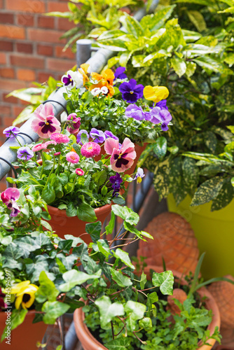 Multicoloured viola flowers and pink daisies in hanging pots on a balcony railing. photo