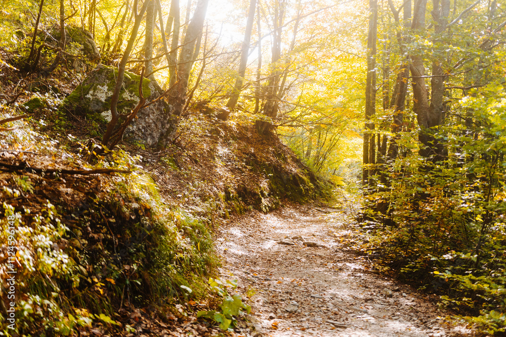 Scenic forest trail in the Italian Alps with sunlight filtering through autumn foliage Scenic forest trail in the Italian Alps with sunlight filtering through autumn foliage
